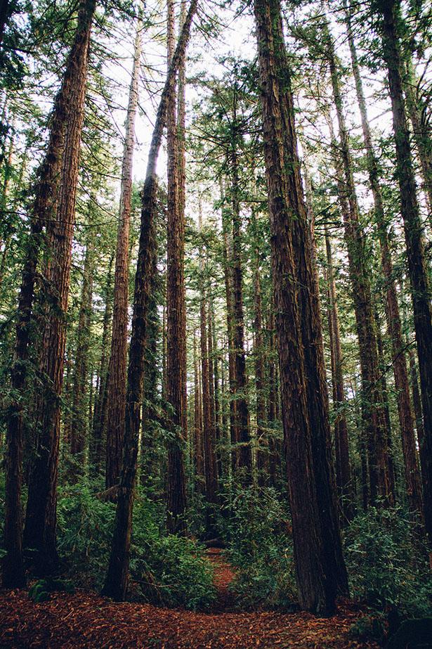 FSC Forests